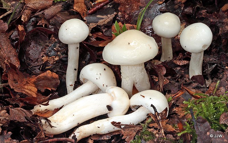 Hygrophorus discoxanthus